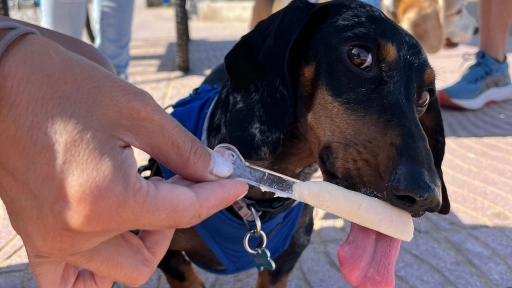 Viña del Mar: Perros podrán disfrutar de una degustación gratuita de snacks congelados para hidratarlos