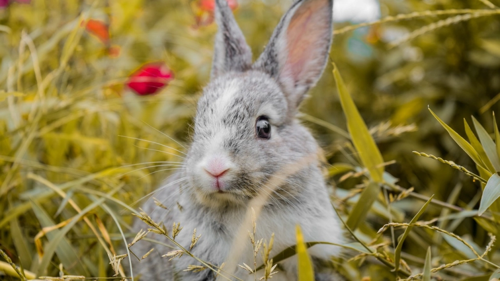 Conejo, Pixabay