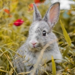 Agrupaciones animalistas y expertos presentan en Comisión de Medio Ambiente de