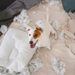 Perros y vacaciones: Consejos para bajar la ansiedad por separación