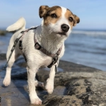 Perros y gatos: Las enfermedades más comunes en verano