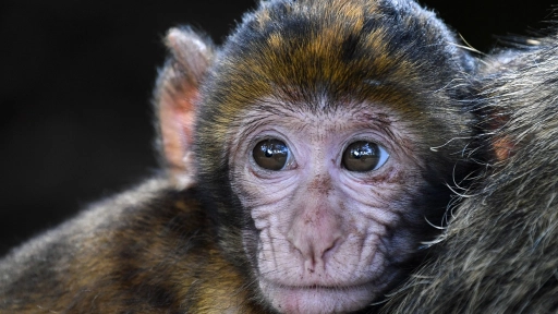 Colombia: Sancionan a centros de investigación por experimentar con monos en Cali