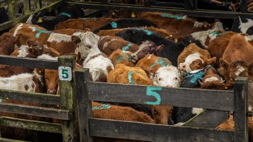 Investigación revela extrema crueldad animal en mercados de subastas de Chile