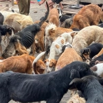 Curicó: Refugio Almas en el camino tenía a más de 150 perros y gatos en condiciones deplorables