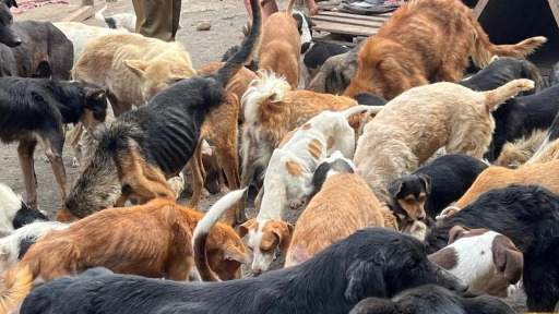 Curicó: Refugio Almas en el camino tenía a más de 150 perros y gatos en condiciones deplorables