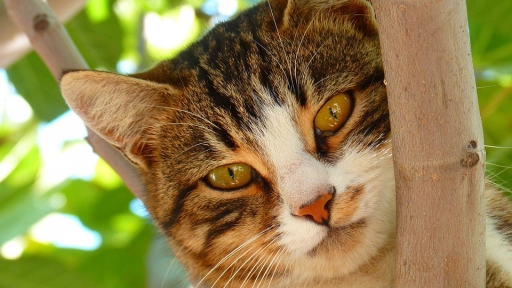 Día Mundial del gato: Todo lo que debes saber sobre su comportamiento