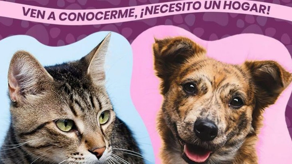 Jornada de adopción de perros y gatos, Municipalidad de Calama