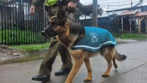 Zafi: La perrita policial que fue despedida con honores en Valdivia