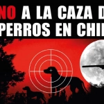 Aprueban proyecto de ley que permite la caza de perros