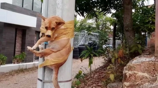 Colombia: Perro fue amarrado a un poste por hacer sus necesidades