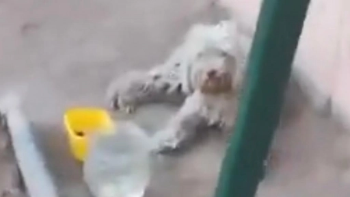 Mujer se reencuentra con su perro perdido tras cinco años