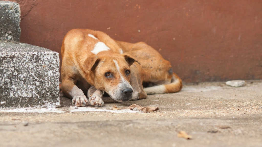 Maltrato animal y tenencia irresponsable, Zaneta Misutová en Pexels