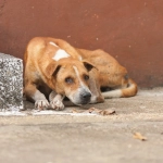Denuncia el maltrato animal y la tenencia irresponsable