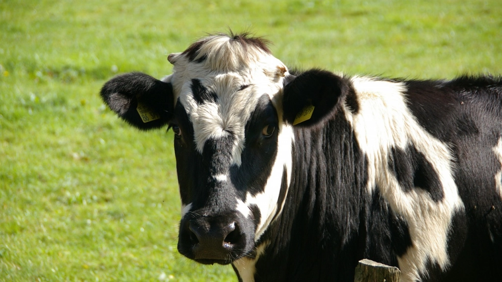 Vaca, Pixabay