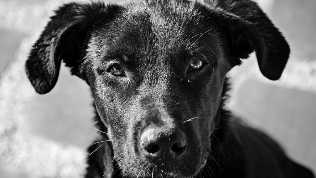 Perro abandonado, Pixabay