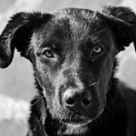 Día Mundial del Perro: el animal que más se ama es también el que más se abandona