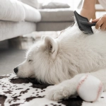 Cepillado diario y buena nutrición: Acciones para que la muda otoñal del perro no deje pelos dispersos