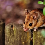 Estudio revela comportamiento de los ratones fuera de los laboratorios