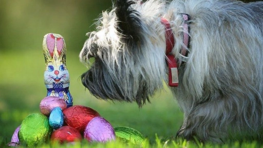 Semana Santa: Guía para compartir con el perro sin que se intoxique con chocolates
