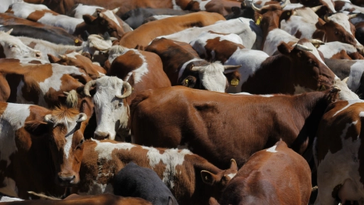 SAG en alerta por detección de vacas lecheras positivas a influenza aviar en Estados Unidos