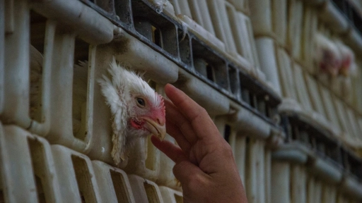 Animal Save: Realizan vigilia global contra del consumo de animales