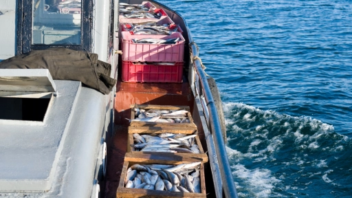 Observatorio Animal La pesca industrial mata anualmente tres mil millones de peces en todo el mundo