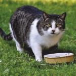 Alimentación en gatos : Los problemas más comunes