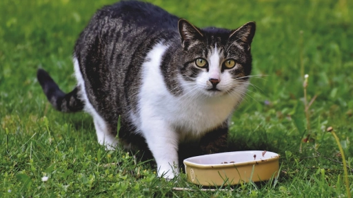 Alimentación en gatos y los problemas más comunes