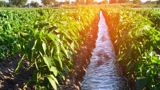 El desafío del agua en Latinoamérica: La alimentación y la sostenibilidad como parte de la solución