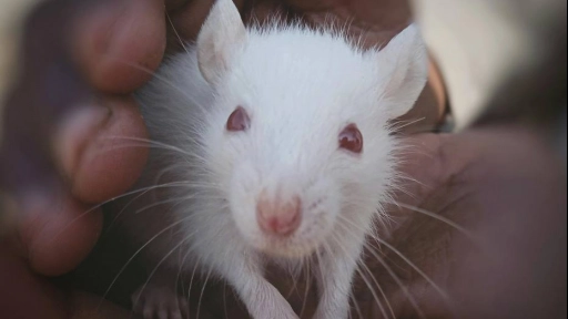 Nueva Gales del sur prohíbe experimentos de nado forzado e inhalación de humo en roedores