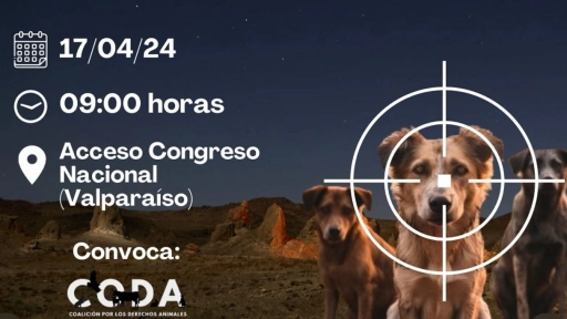 Hoy se vota proyecto de ley que busca la caza de perros asilvestrados