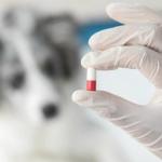 Colmevet recalca uso responsable de antimicrobianos en animales para evitar efectos en la salud humana