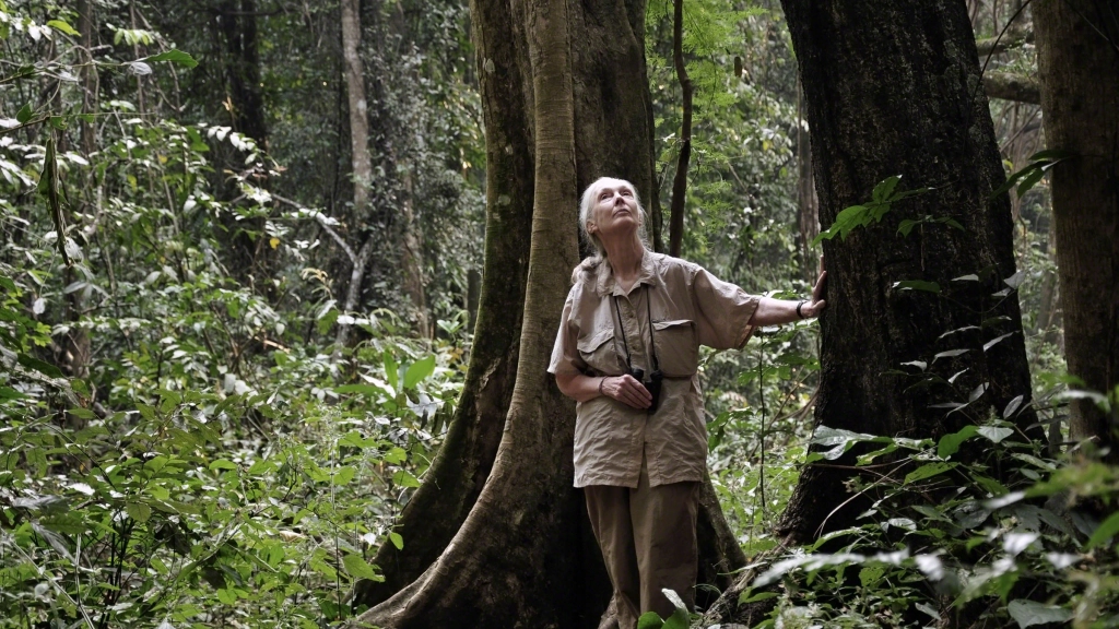Jane Goodall observando las copas de los árboles para buscar chimpancés en el Parque Nacional de Gombe el 14 de julio de 2010, el 50 aniversario de su llegada a Gombe. / © the Jane Goodall Institute/By Chase Pickering