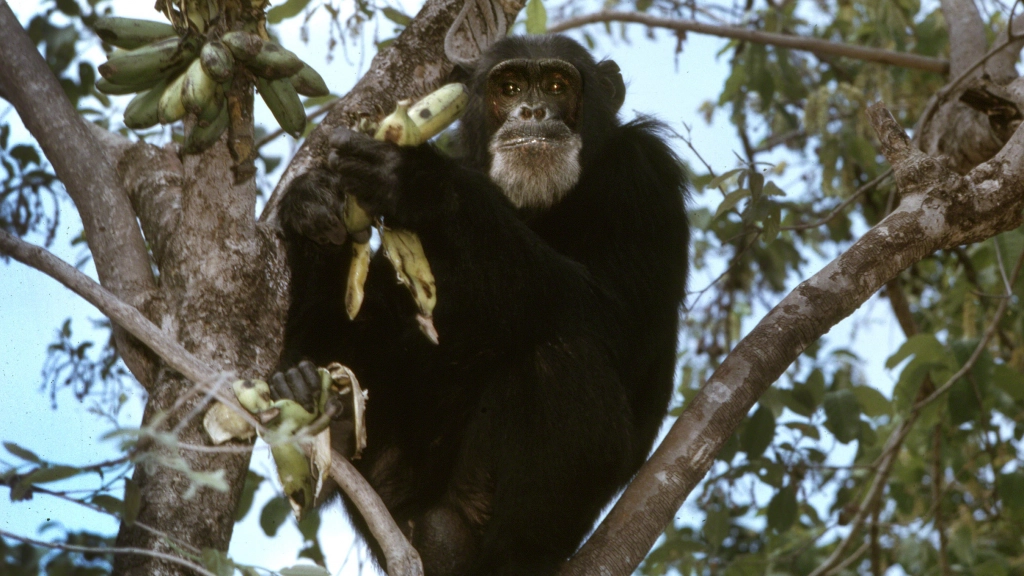 David Greybeard, el primer chimpancé en perder el miedo a la joven investigadora Jane Goodall / © the Jane Goodall Institute/By Hugo van Lawick