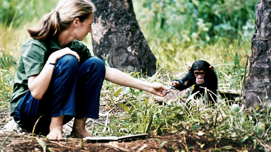 La joven Jane Goodall con la cría de chimpancé Flint en el Centro de Investigación Gombe Stream en Tanzania. / © the Jane Goodall Institute/By Hugo van Lawick
