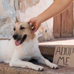 Gran Jornada de Adopción de SuperZoo busca que 100 perros y gatos encuentren un hogar a nivel nacional