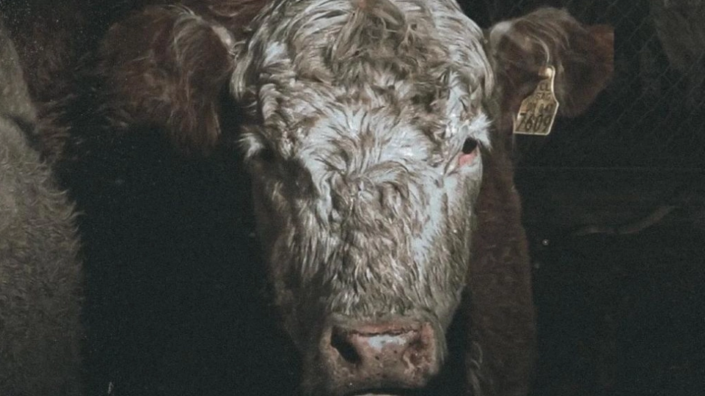 Documental Tras la carne, Animal Libre