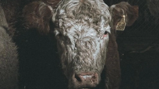 Animal Libre revela cruda realidad de la carne en Chile con documental
