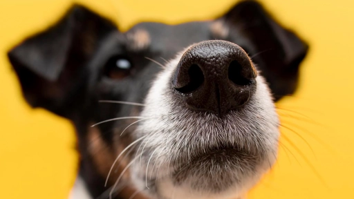SkinDrag: Hidratación para la piel de perros con narices secas y agrietadas
