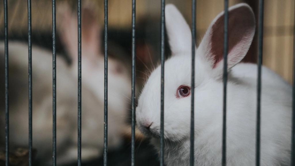 Día del Animal de Laboratorio: Camino al remplazo de la crueldad animal , Te Protejo