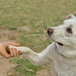Hoy se votaría proyecto de ley que busca reconocer a los perros de asistencia psiquiátrica