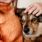 Avanza reconocimiento legal para perros de asistencia psiquiátrica