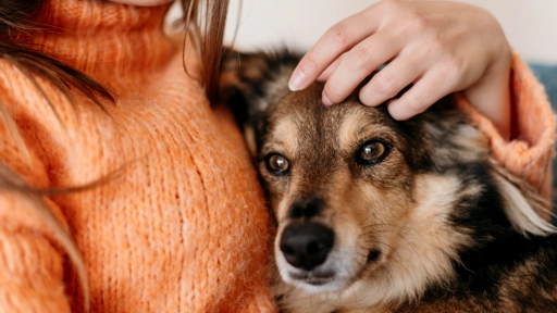 Avanza reconocimiento legal para perros de asistencia psiquiátrica