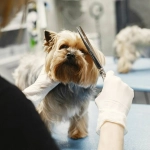 Perros: Cinco consejos para mejorar su pelaje
