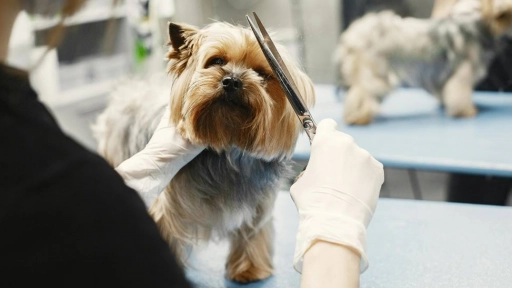 Perros: Cinco consejos para mejorar su pelaje 