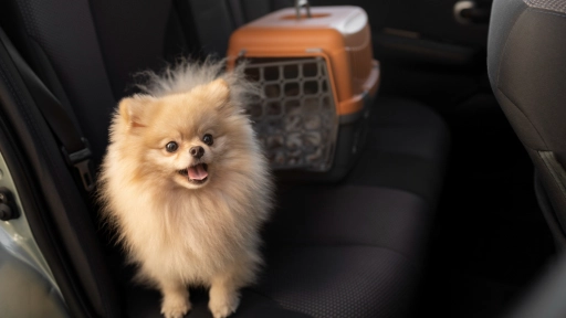 Llega a Chile Uber Pet: La alternativa que permite viajar con animales de compañía