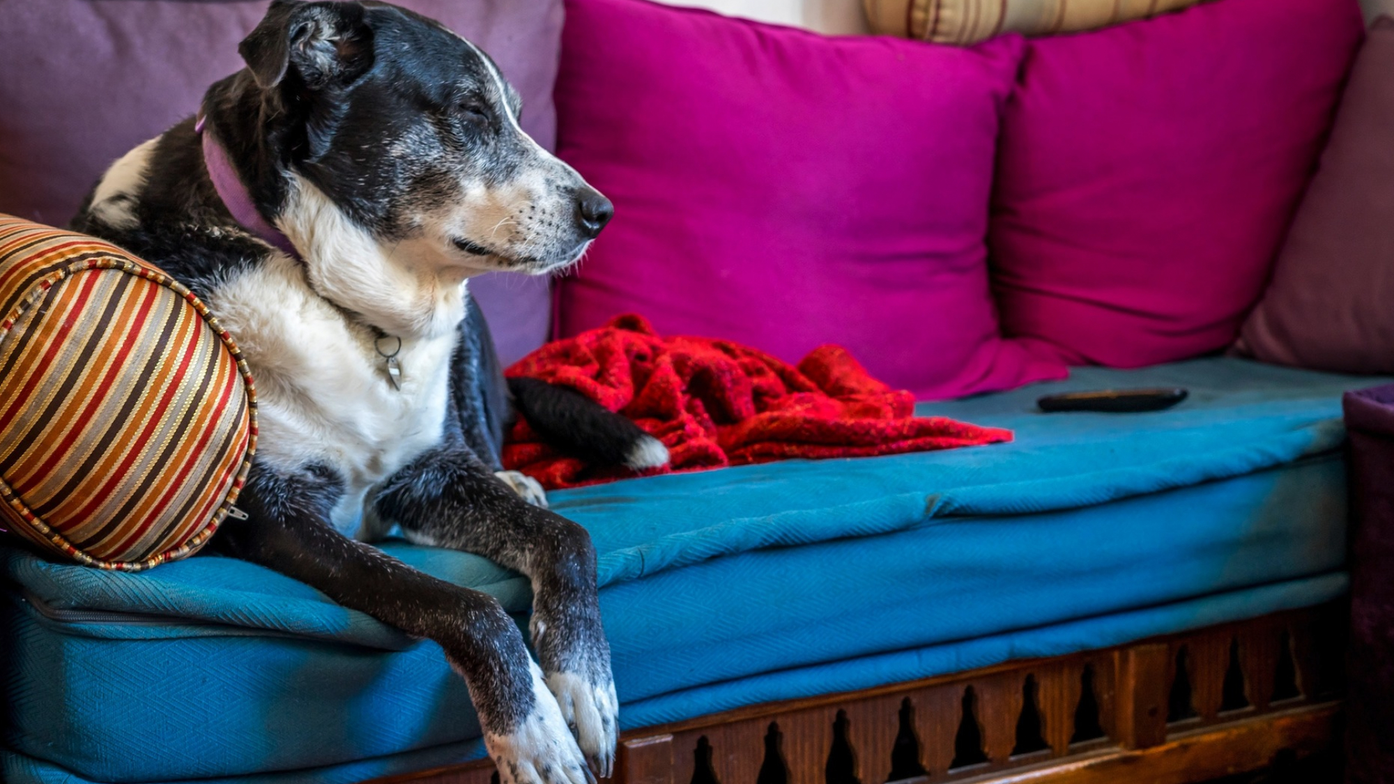 Presentan suplemento con colágeno para que perros dejen de cojear ...