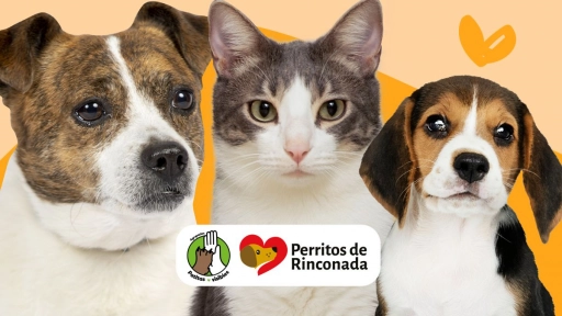 ¡Hoy! Gran jornada de adopción de perros y gatos en Maipú