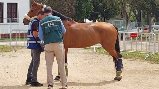 SAG confirma brote de anemia infecciosa equina en el Club Hípico