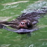 Sernapesca firma convenio con Safari Conservation para el rescate y rehabilitación de fauna marina